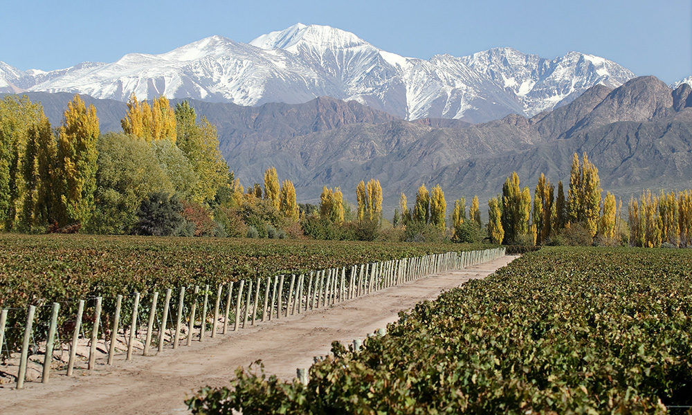 Apelación de Origen: los vinos que expresan su terroir